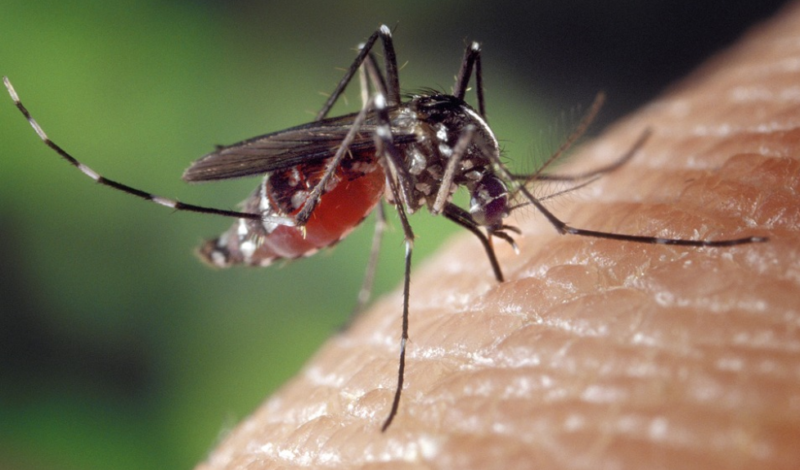 Tipy, jak se zbavit komárů. Jde to i bez chemie