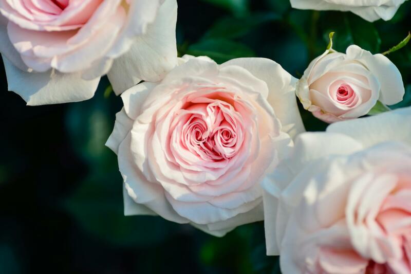 Růžové potěšení: Jak využít okvětní plátky růží v domácnosti
